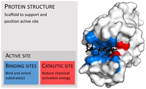 What is the Active Site of an Enzyme | What are Enzymes, How Do They ...