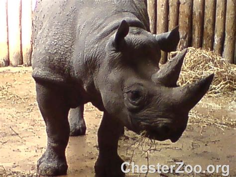 Rhino | Visit Chester Zoo | Chester Zoo | Flickr