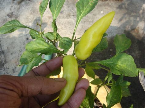 Organic micro farm and vegetable terrace garden : Growing green chilly on terrace