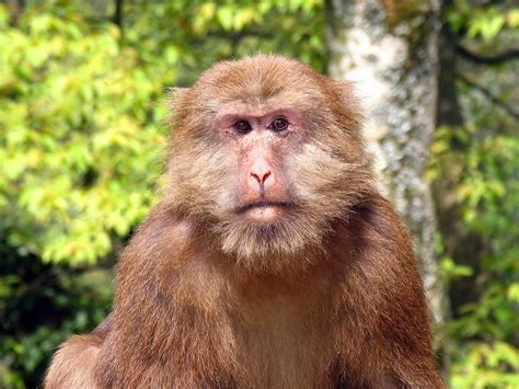 This is the Tibetan macaque! They are the largest of all macaque ...