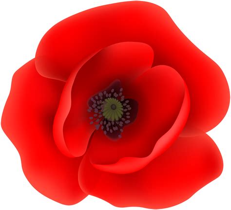 Poppy Png Vector Psd And Clipart With Transparent Background For ...