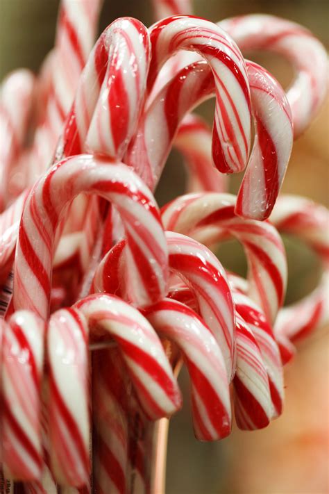 Christmas Candy Canes Free Stock Photo - Public Domain Pictures