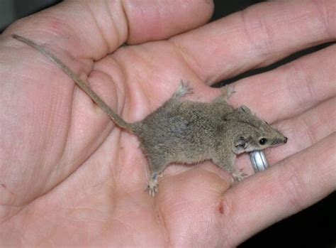 23 Smallest Animals on the Planet | Best Life