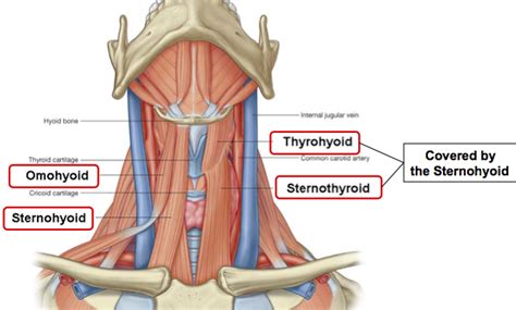 Sternothyroid: Origin, Insertion, Action & Nerve Supply » How To Relief