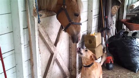 Horse French kisses Dog!! - YouTube