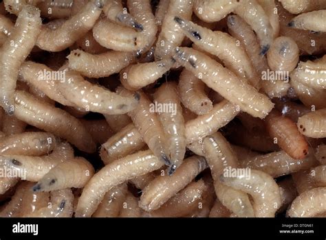 Blowfly larvae hi-res stock photography and images - Alamy