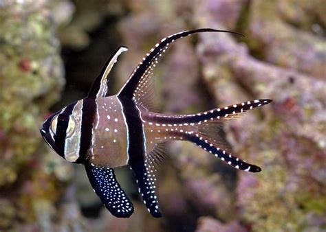 12 dos peixes mais lindos do oceano | Natureza - TudoPorEmail