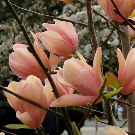 Adenium 'Yulan magnolia' Types Types Pink orange Rare | Etsy