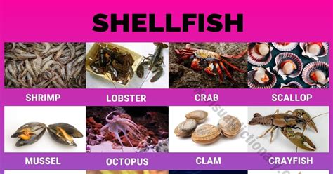 Shellfish: 23 Popular Types of Shellfish All Over the World - Visual Dictionary