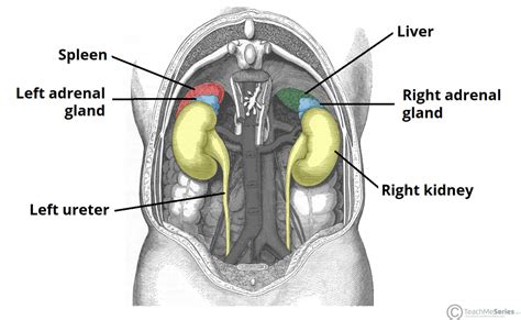 The Adrenal Glands - Location - Structure - TeachMeAnatomy