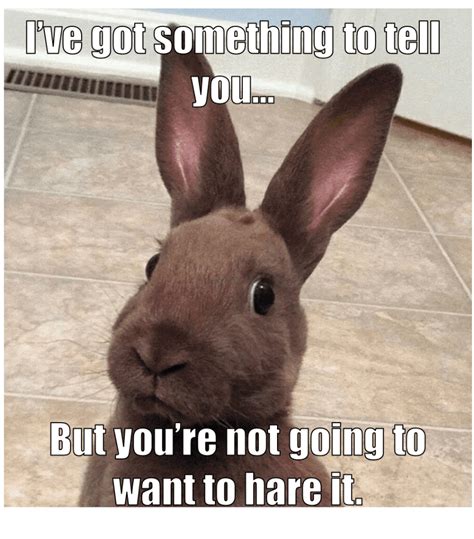 Funny Bunny Memes - Enchanted Little World