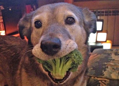 13 Can Dogs Eat Broccoli – Home