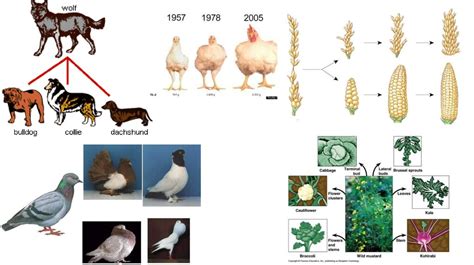 Artificial selection - online presentation