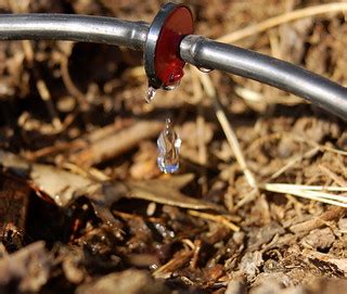 Drip irrigation | I also wrote a blog post about installing … | Flickr