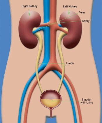 Kidney Diseases | Kidney Resource Center | Washington University in St ...