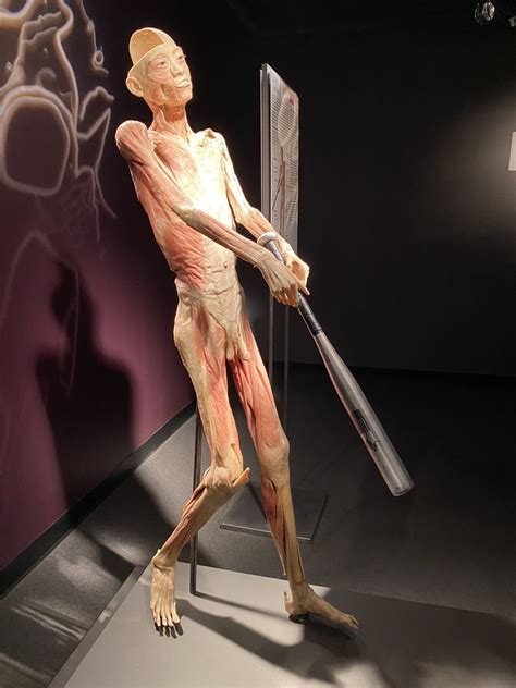 BODIES... The Exhibition - Check Availability - 118 Photos & 390 Reviews - Museums - The Strip ...