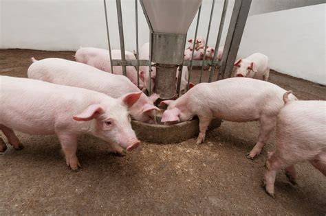 What Is The Best Pig Feeder On The Market? — Farm & Animals