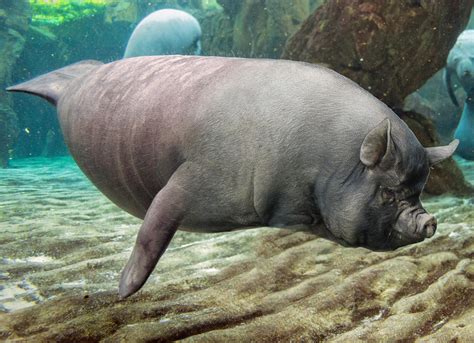 Sea Pig : r/HybridAnimals