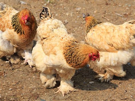 7 Best Feather Footed Chicken Breeds - Audrey's Little Farm