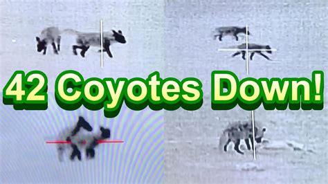Thermal and Night Vision Coyote Hunting | Smackdown - YouTube