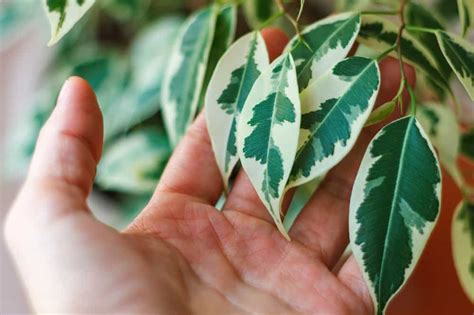 Weeping Fig Plant: How to Grow and Care for the Benjamin Ficus