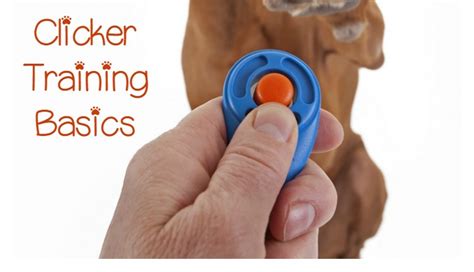 How Does Clicker Training Work? - DogVills