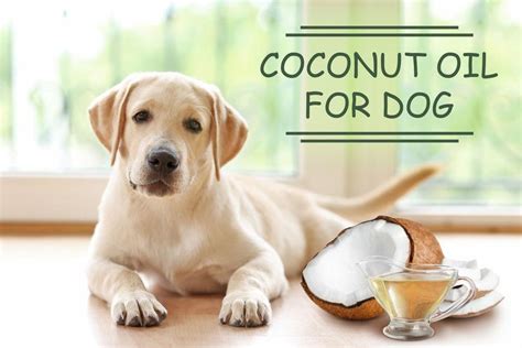 What About Coconut Oil? - fitfedpuppy.com