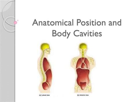 PPT - Anatomical Position and Body Cavities PowerPoint Presentation ...