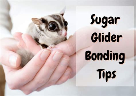 How to Bond with your Sugar Glider (Fast) | 5 Easy Steps - The Pet Savvy