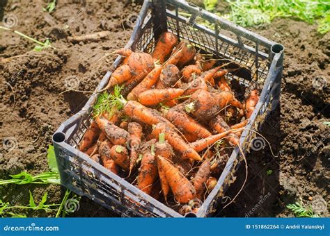 Harvesting Carrot on the Field. Growing Organic Vegetables. Freshly Harvested Carrots. Summer ...