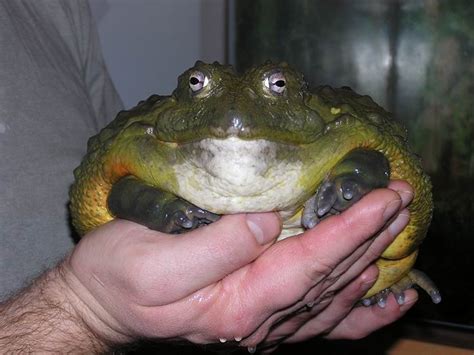 African Bull Frog - The Swamp