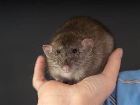 Rat in human hand stock photo. Image of hair, black, mammals - 35271704