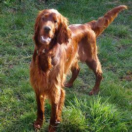 Irish Setter dog training in Exeter | Tricia Wills