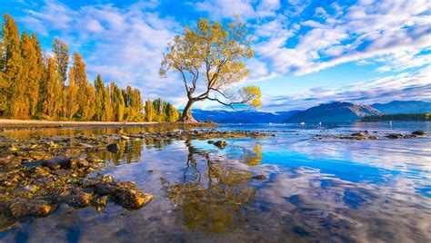 Arguably the most beautiful tree in the world. Lake Wanaka, New Zealand [OC][1920X1087] : r ...