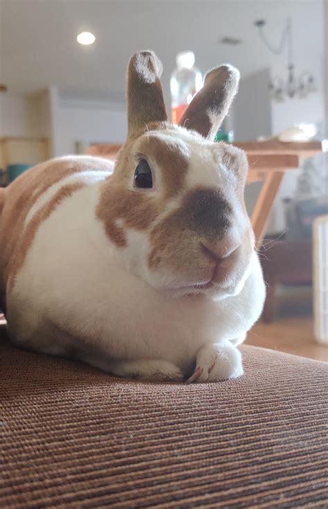 That judgey face for not handing over a second dried apricot 😒🐇🤣 : r/Rabbits