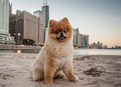 15 Smiling Dog Breeds - PureWow