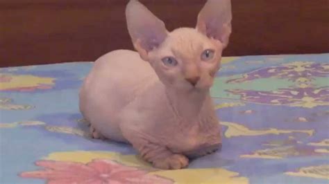 The Munchkin Cat Sphynx Mix (Minskin and Bambino) - Munchkin Cat Guide