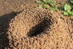 How to Get Rid of Pavement Ants Easily and Effectively?