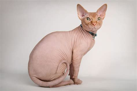 Sphynx Chat