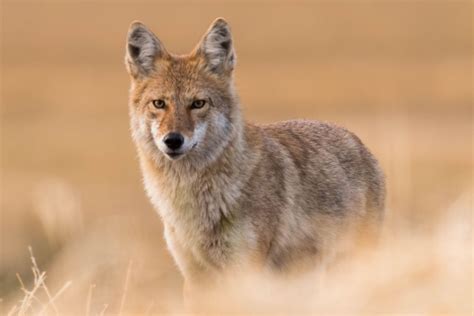 Interesting Coyote Facts | Flipboard