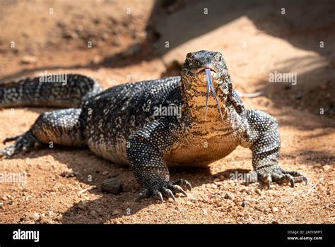 Water monitor close up. SriLanka nature. Sri Lanka fauna.Sri Lanka ...