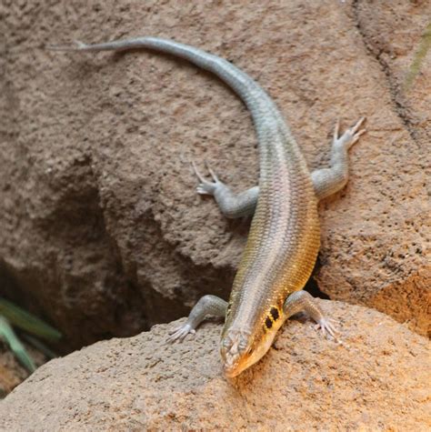 Skink-species ID needed - ZooChat