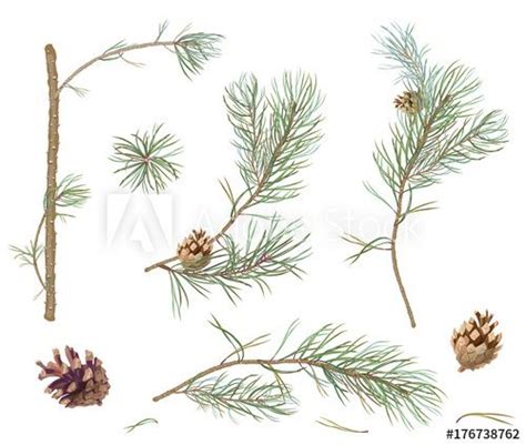 Image result for pine needle botanical drawing | Pine tree art, Botanical illustration, Plant vector