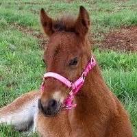 Mustang Foal (baby horse) - Rescuers - HAAY