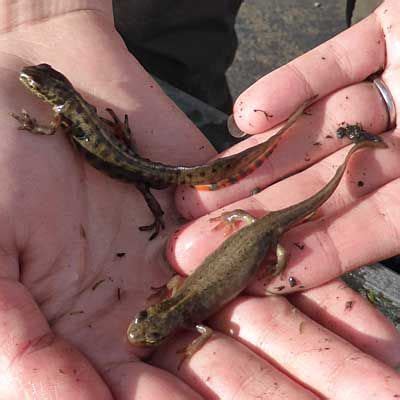 How to help the newts in your pond | Pond, Pond plants, Pond habitat