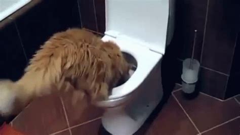 Toilet Cat GIF - Cat Toilet - Discover & Share GIFs