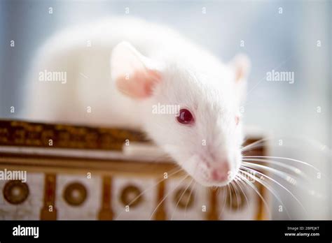 White lab mice hi-res stock photography and images - Alamy