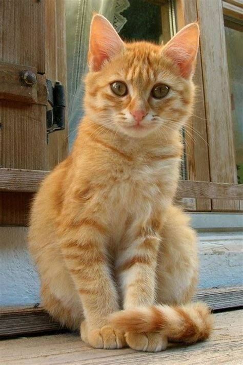 Pin by Kasia Sokołowska on kici...kici...miau | Orange cats, Kittens ...