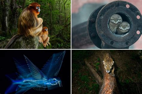 Wildlife Photographer of the Year 2018: Winners announced for the ...