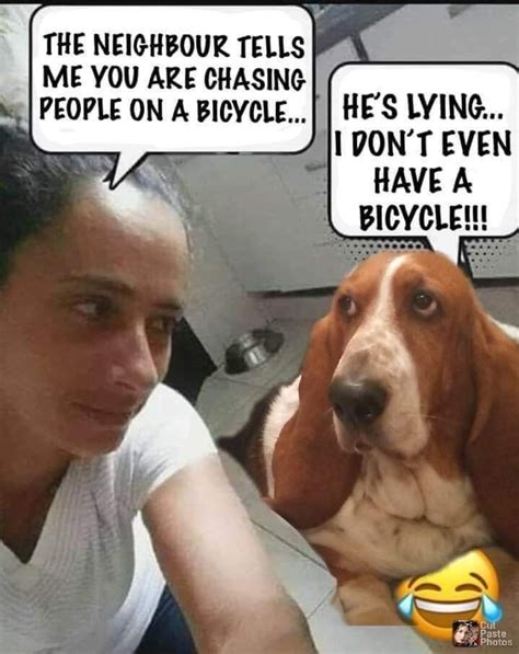 Pin by Douglas Allen on Basset hound | Morning quotes funny, Terrible jokes, Funny animal pictures